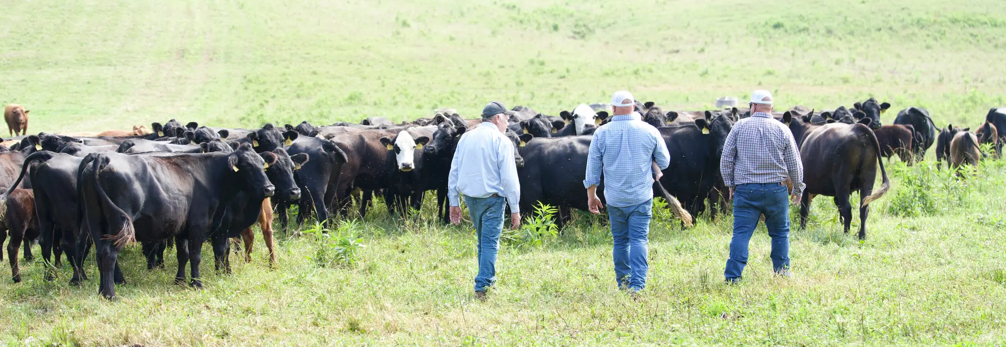 Three cattlemen walking out to the herd in a Kentucky pasture