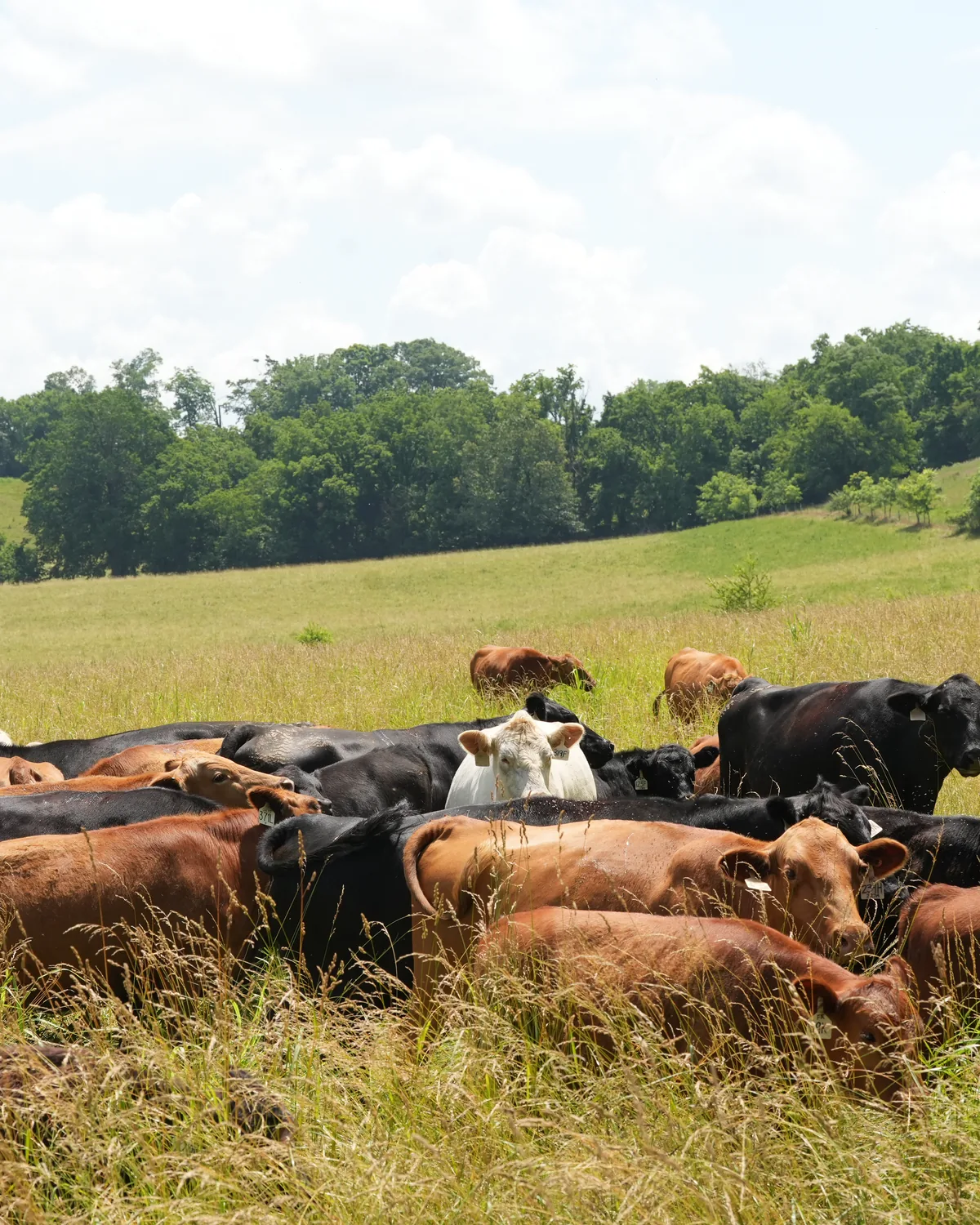 A Bourbon Beef herd grazing in Kentucky bluegrass in summer