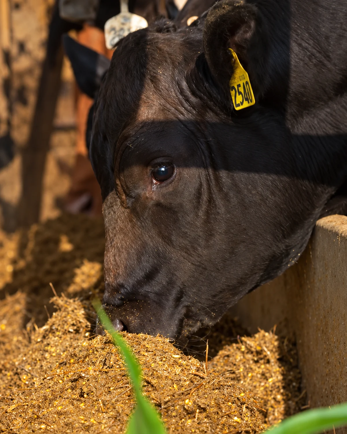 A black steer eating bourbon distillers' grain mash from a concrete feed bunk