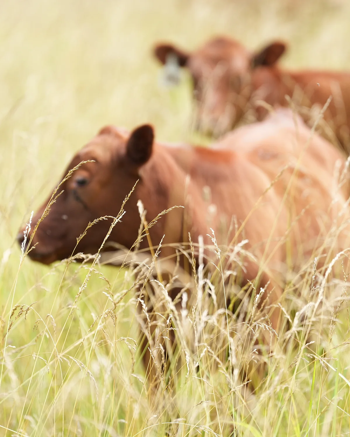 Two red cattle grazing in tall Kentucky bluegrass