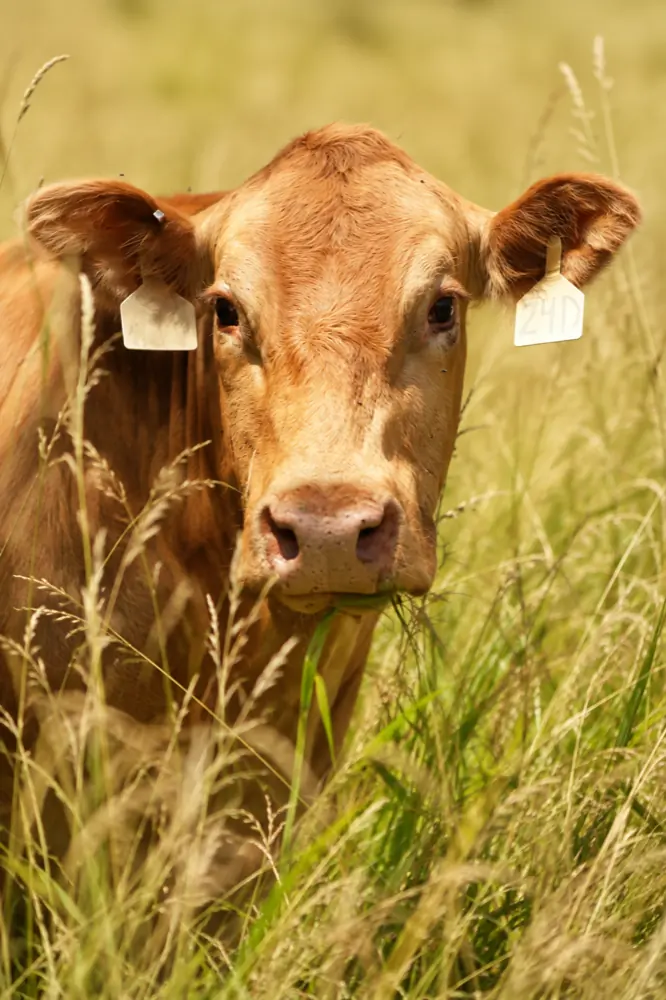 A steer looking at the camera from tall summer grass